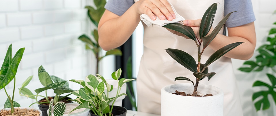 植物の訪問診療サービス